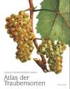 Atlas Traubensorten