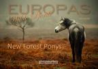 New Forest Ponys